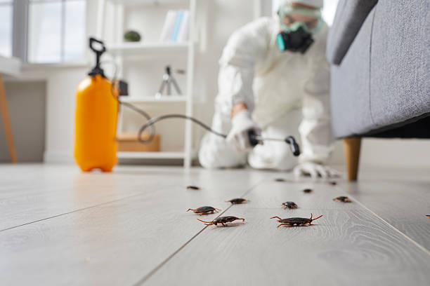 Affordable Ant Control solutions in Rugby, ND